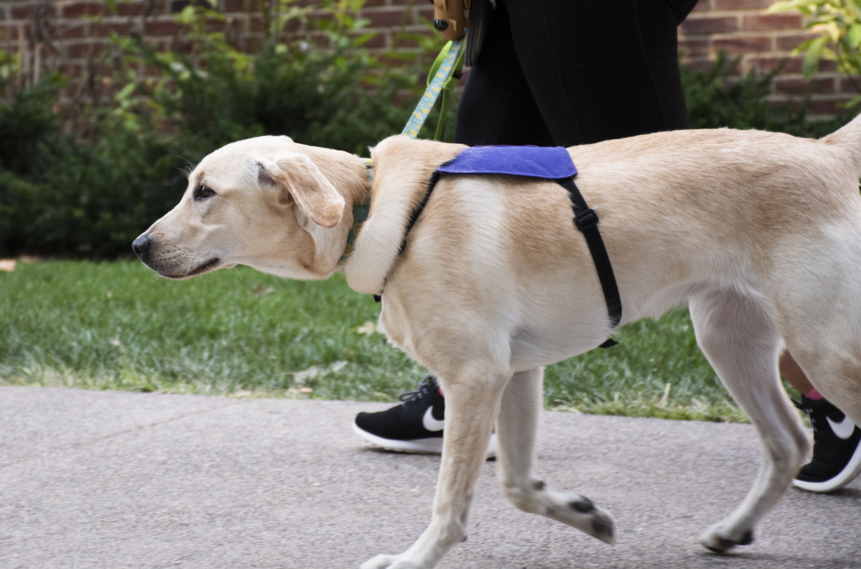 Service Dog